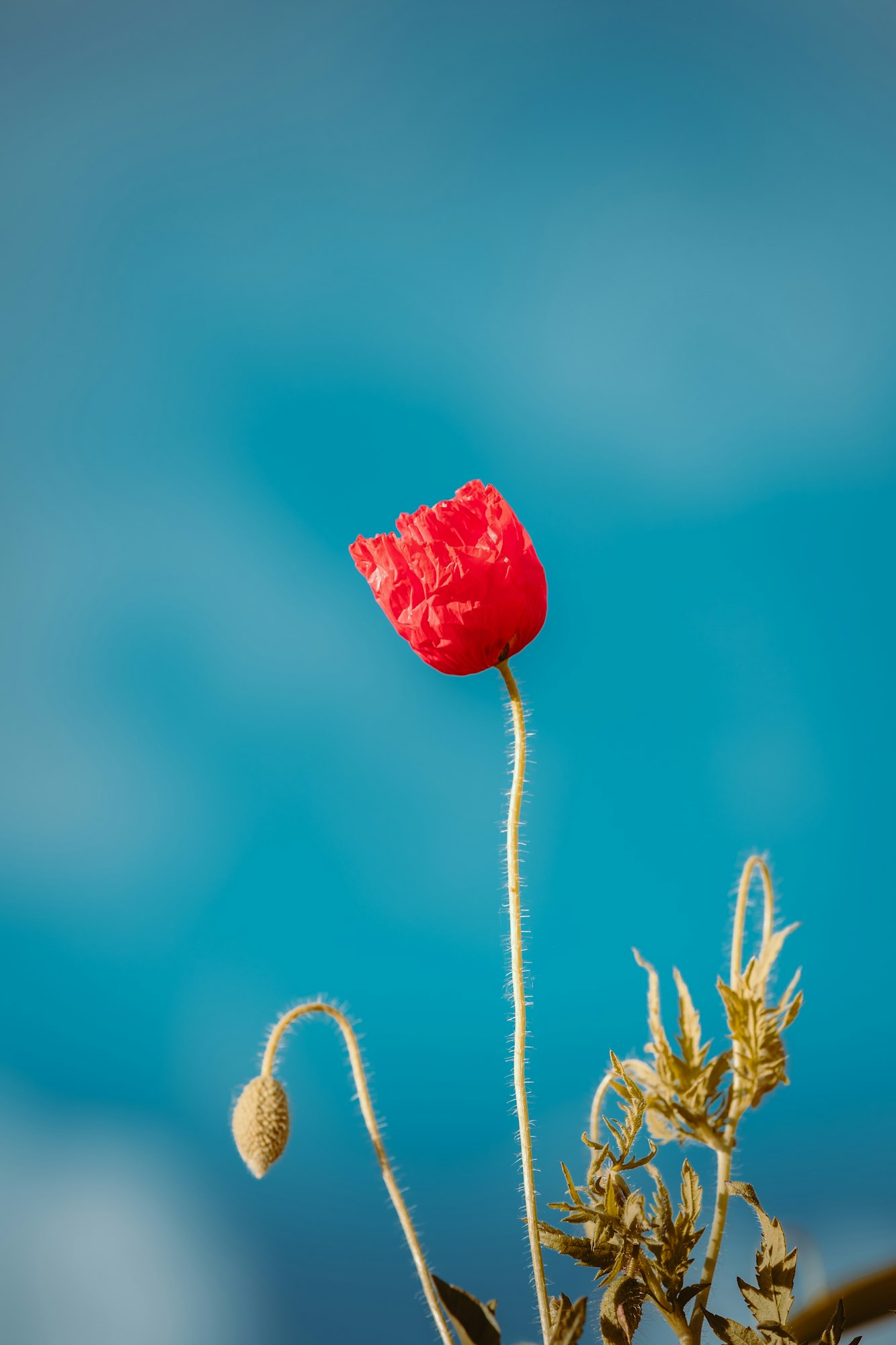 Scoop! Un nuovo termine nel gergo tennistico: Hai preso un Papavero – He took a poppy